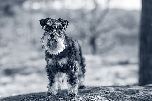 Schnauzer Nain