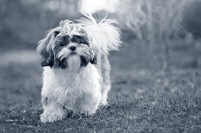 Shih Tzu