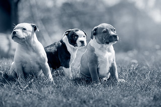 Un groupe de chiens assis dans l’herbe.