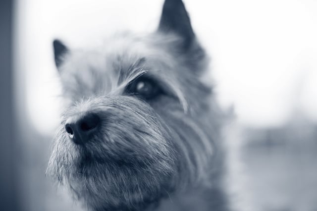 Cairn terrier
