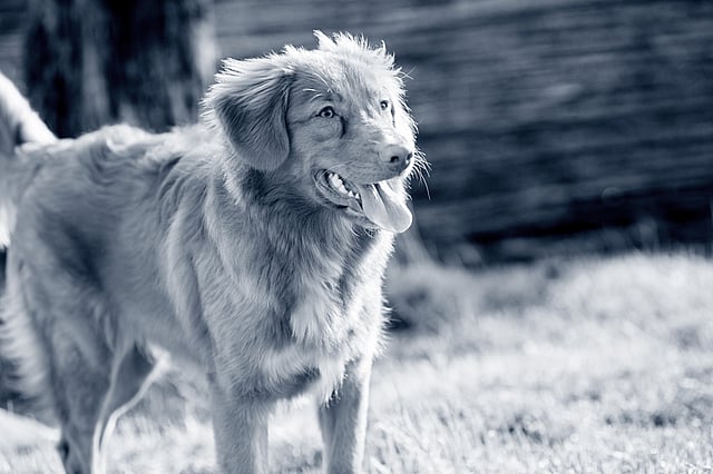Retriever de la Nouvelle-Écosse