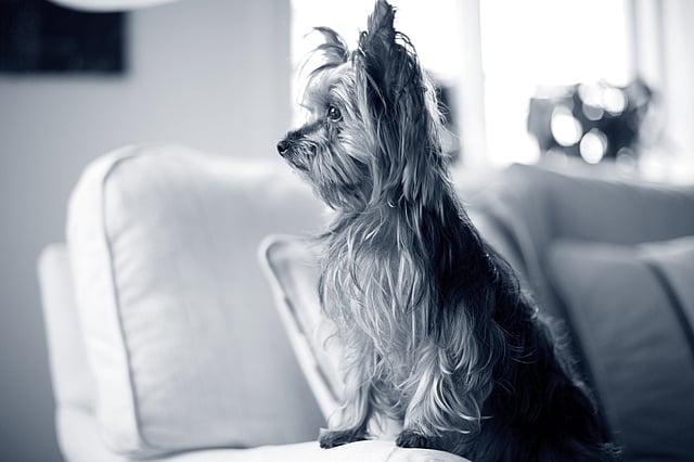 Yorkshire Terrier