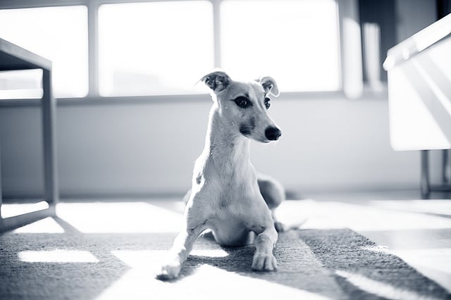 Whippet