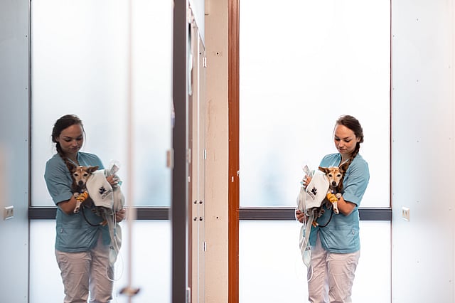 Nurse carry dog mirror