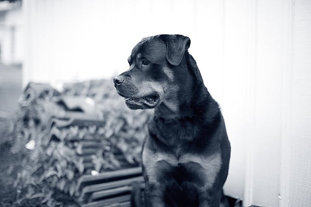 Rottweiler