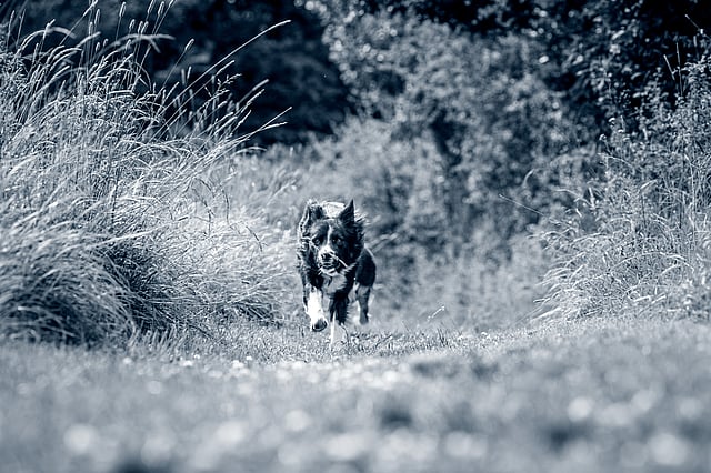 Border collie running