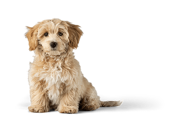 Quelle race de chien vous convient le mieux ? Faites le test