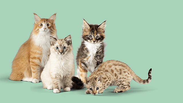 Un groupe de chats assis ensemble.