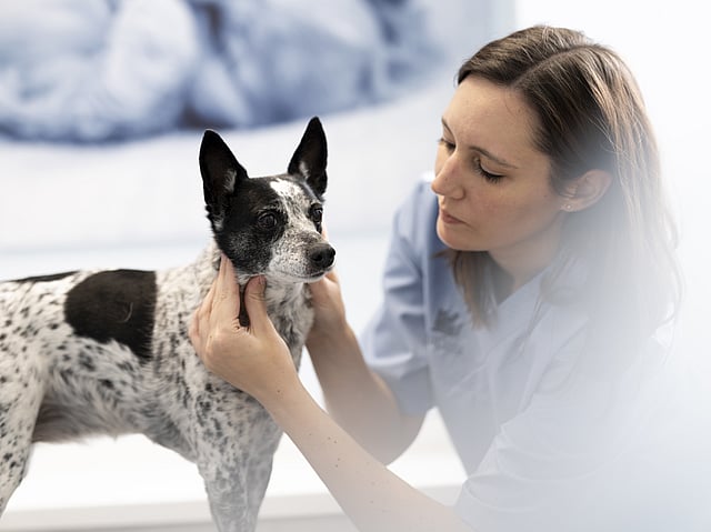 Une personne tenant un chien.