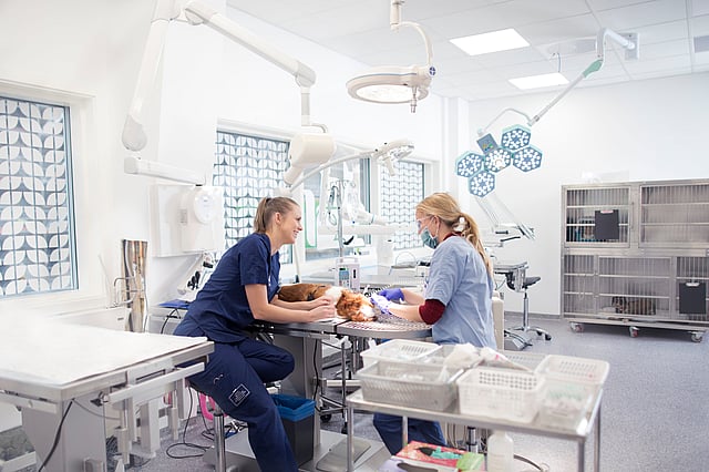 Un couple de vétérinaires dans une clinique vétérinaire.