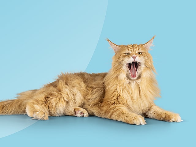Un chat avec la gueule ouverte.