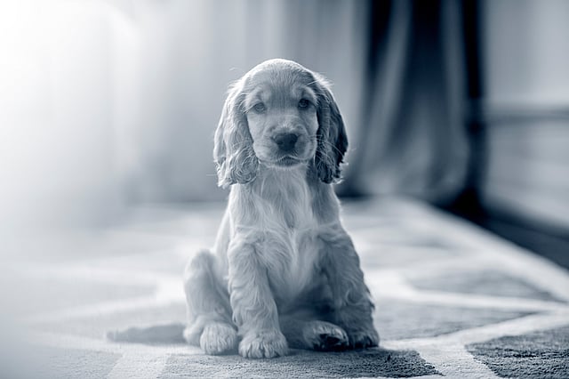 Cocker Spaniel