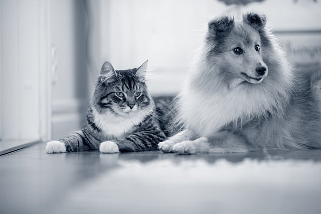 Un chien et un chat allongés sur le sol.