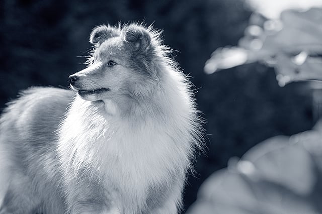Chien de berger des Shetland