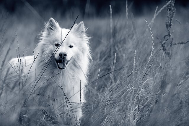 Chien Finnois de Laponie