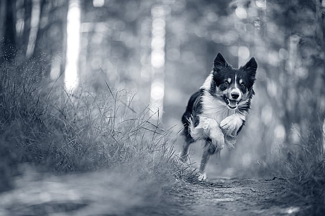 Border Collie