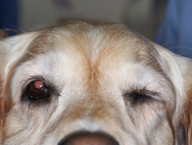 Un gros plan du visage d’un chien.
