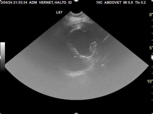 L’échographie d’un bébé.