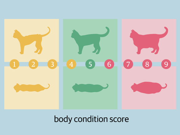 Un schéma des différents types de chats.