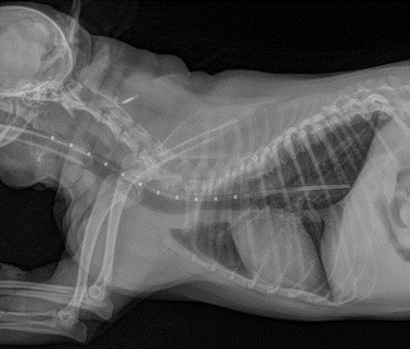 Radiographie d’un chien.